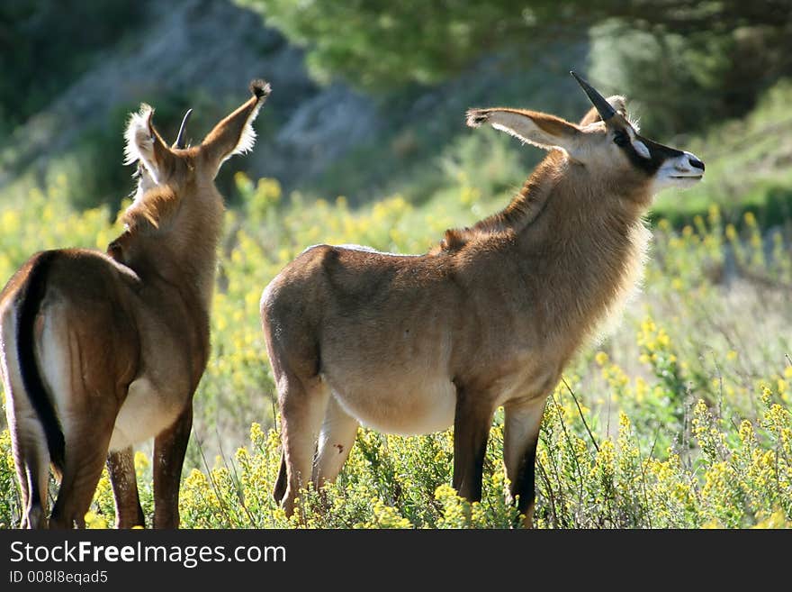 Male antelope with female beside