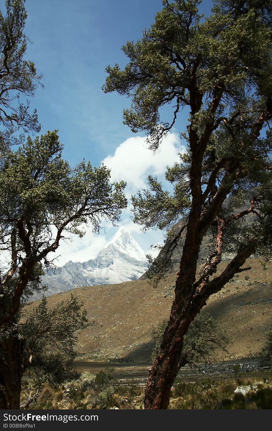 Tree on the Cordilleras mountain. Tree on the Cordilleras mountain