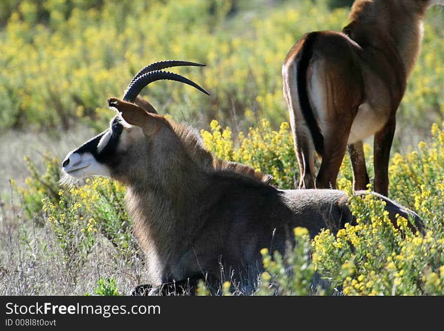 Male antelope lying in the bush. Male antelope lying in the bush