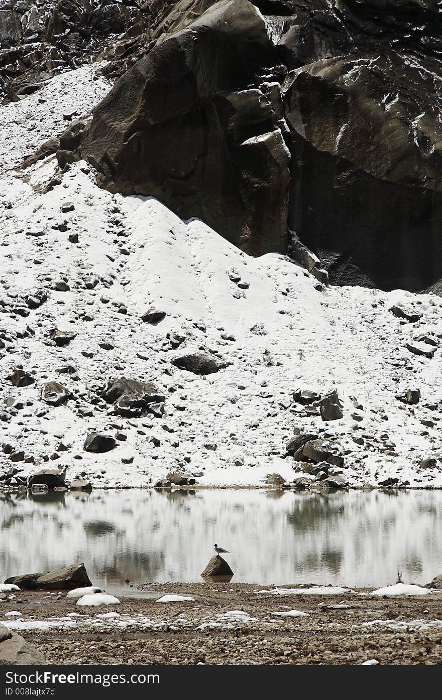 Mountain lake and bird in the Cordilleras