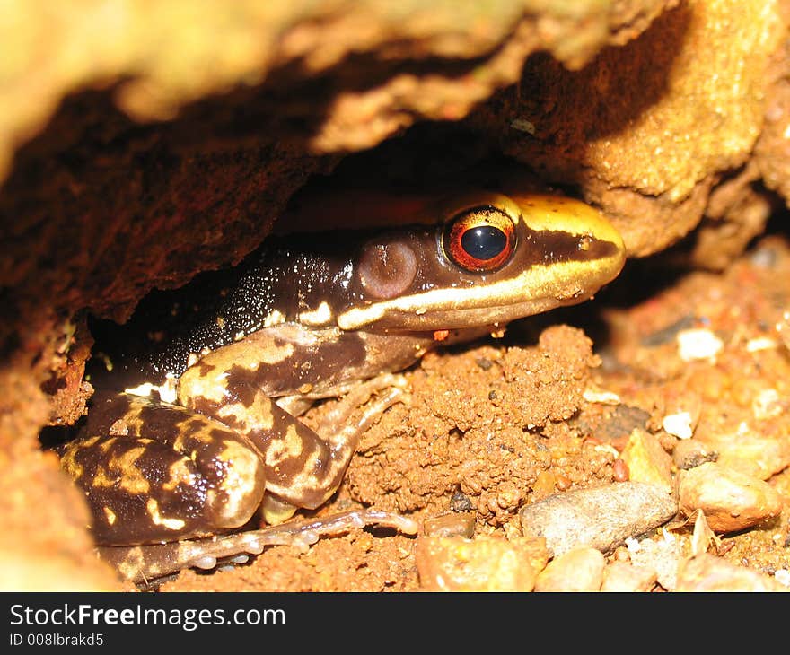 Brown frog