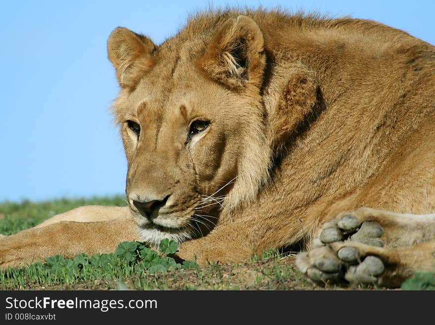 Female lion lying on the ground. Female lion lying on the ground