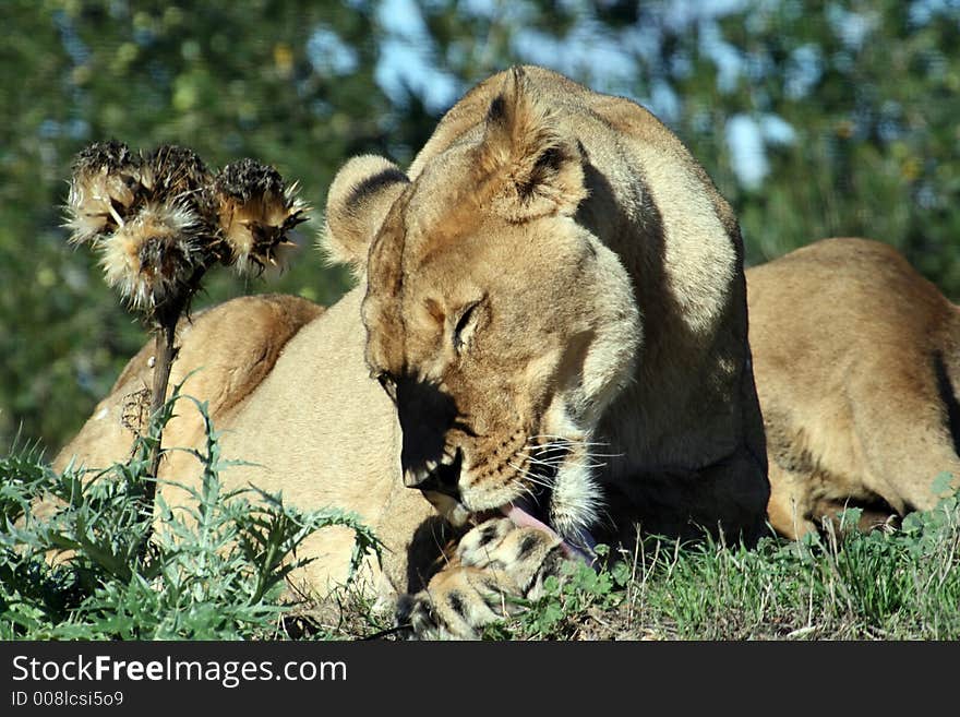 Female lion licking her paw and thistle. Female lion licking her paw and thistle