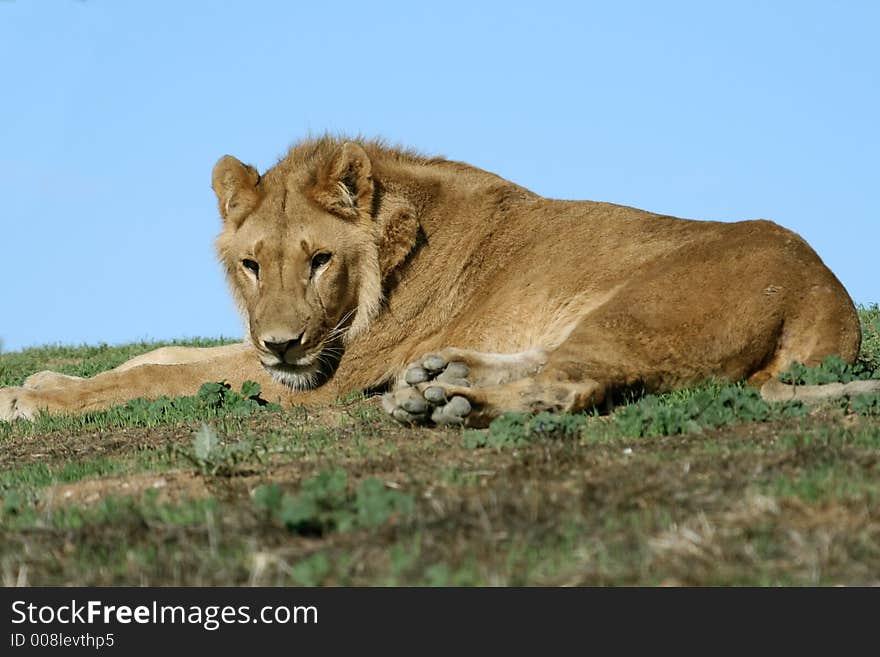 Lying female lion looking straight ahead. Lying female lion looking straight ahead