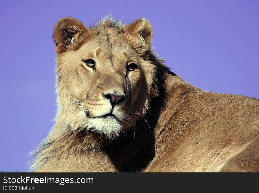 Lion head standing on blue sky. Lion head standing on blue sky