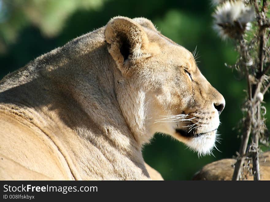 Female lion sleeping with eyes closed