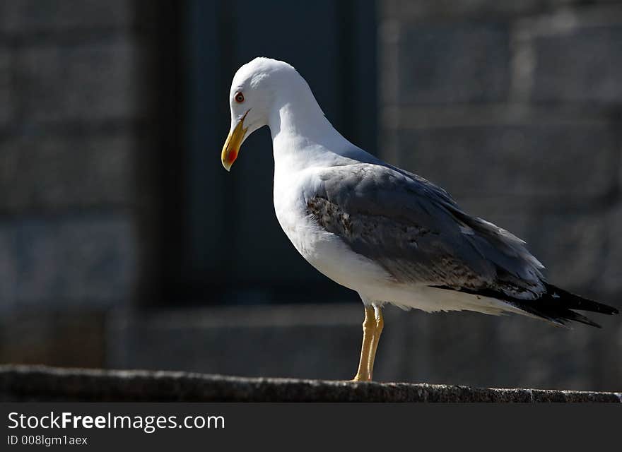 Seagull