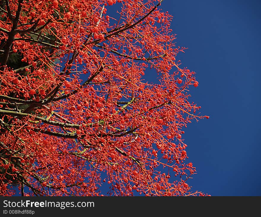 Red Tree In Blue