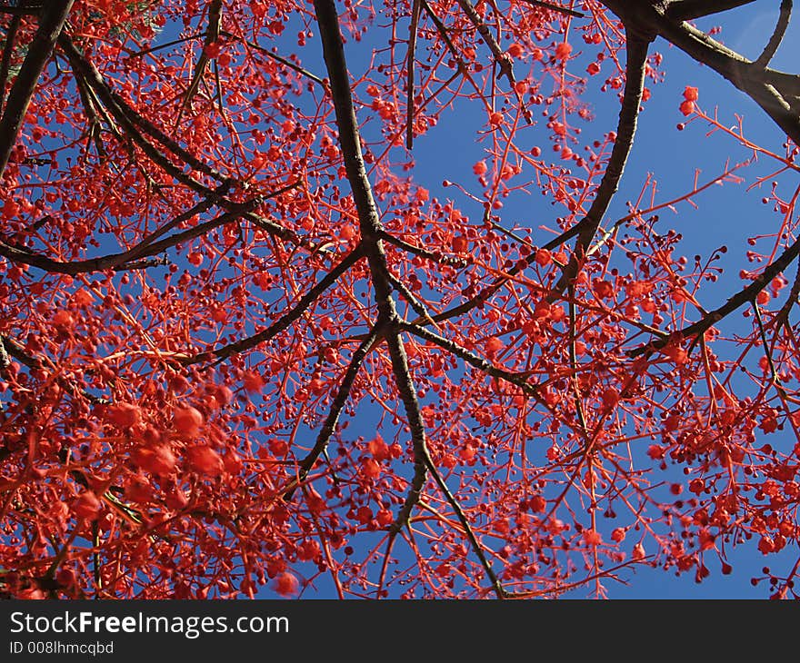 Red tree in blue