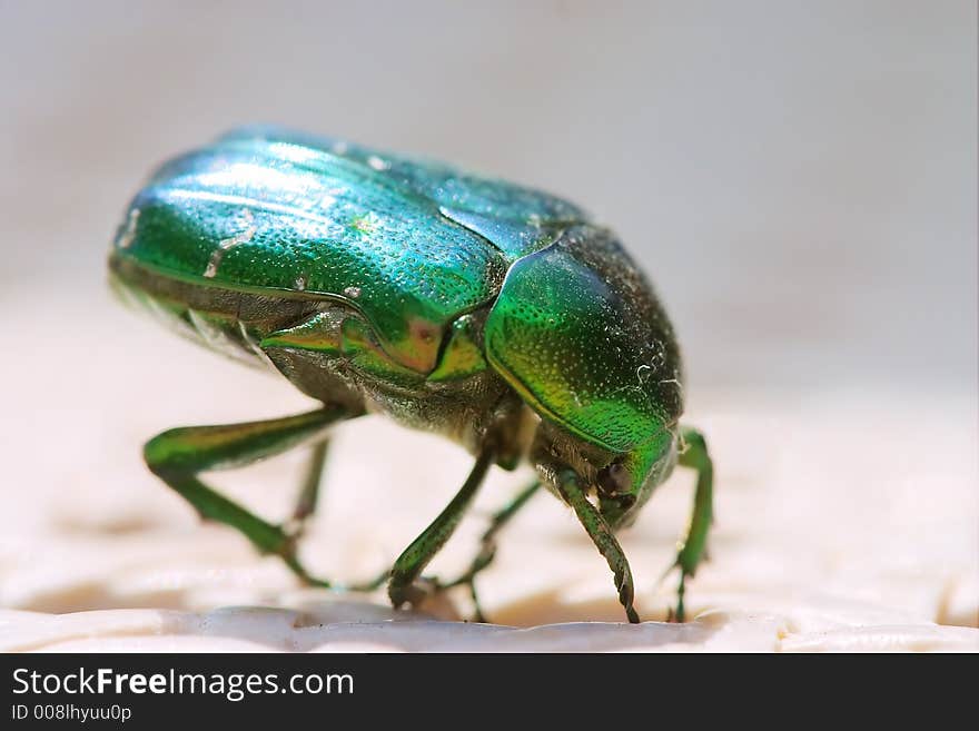 Small hive beetle aethina tumida climbing on white chair