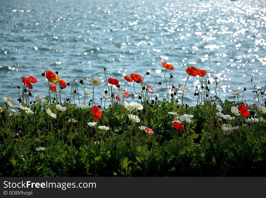 Poppies and the lake of lugano in a sunny day with synglare in the water. Poppies and the lake of lugano in a sunny day with synglare in the water