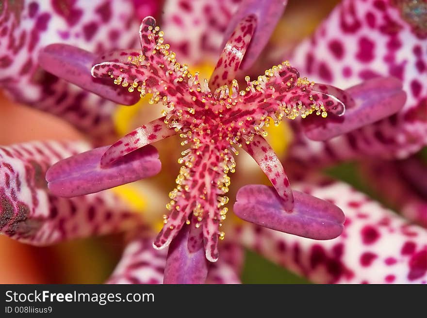 Tricyrtis hirta flower with interesting pollen bags