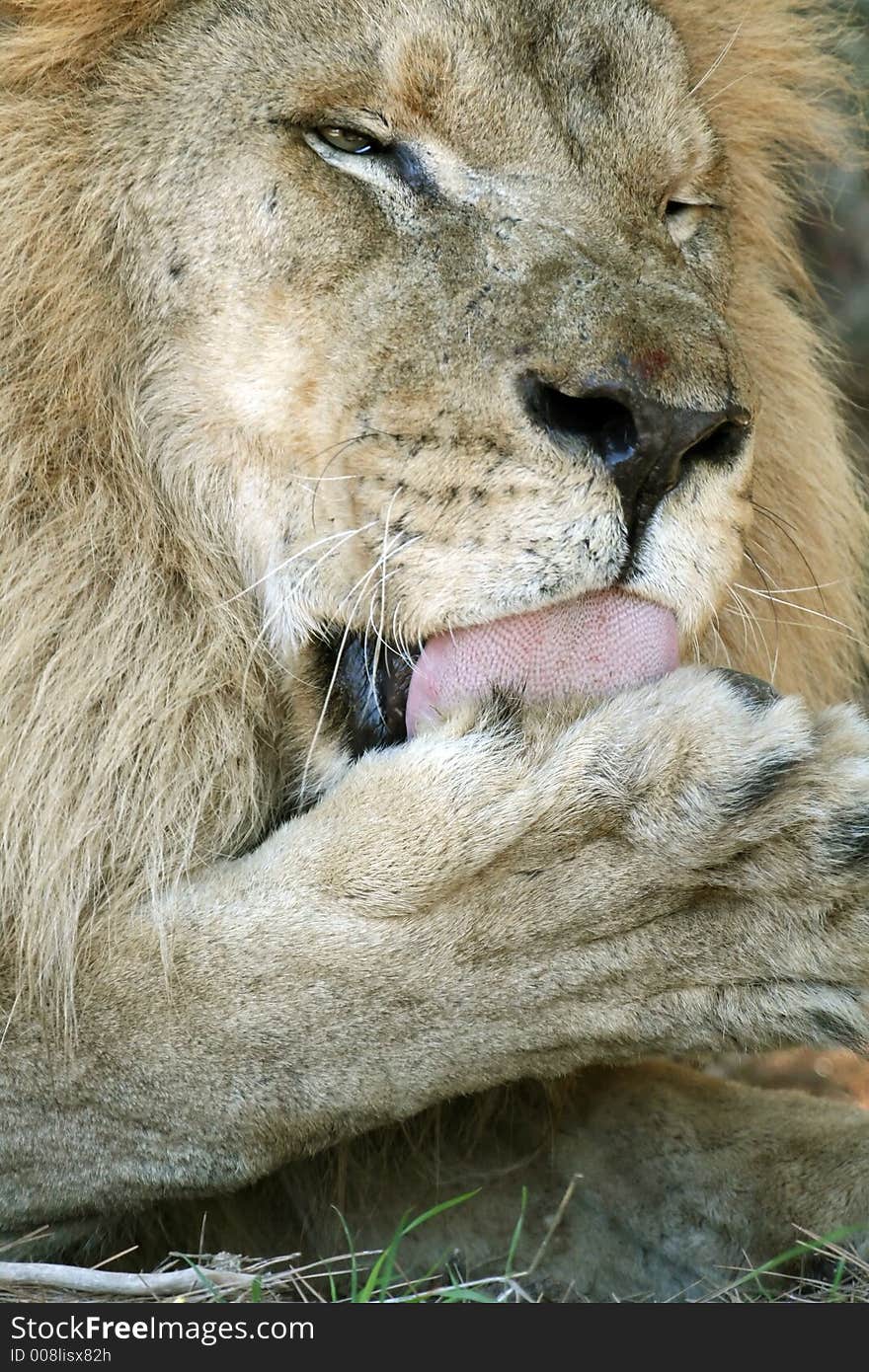 Male lion licking his paw. Male lion licking his paw