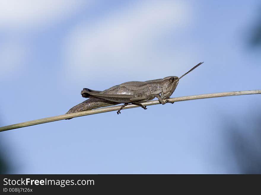 Grasshopper on stick