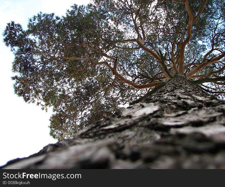 A big pine tree on sky background.