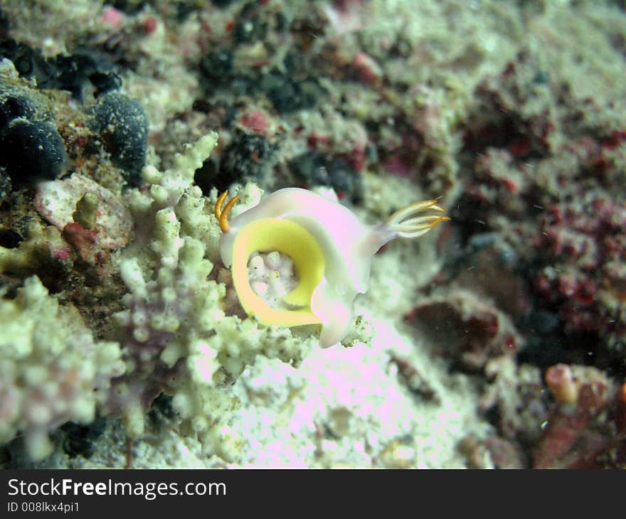 Protective Nudi