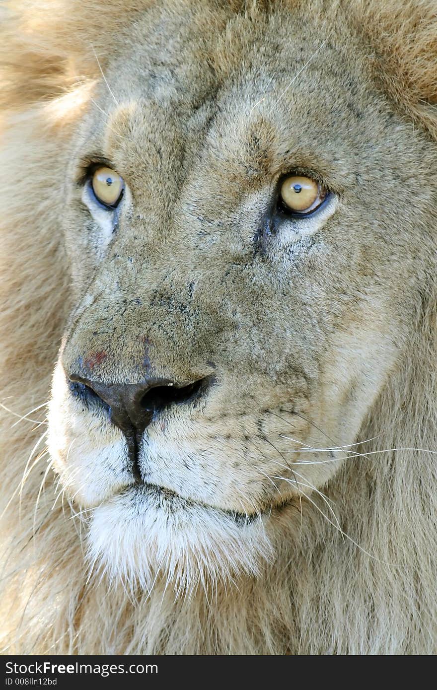 Surprised male lion with eyes wide open. Surprised male lion with eyes wide open