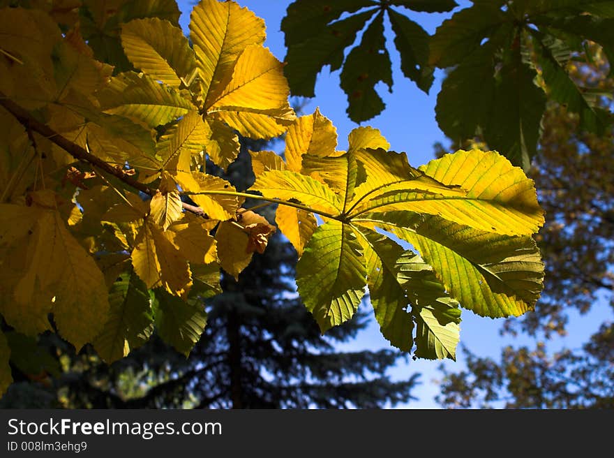 Autumn, Chestnut, Blue sky, Sun. Autumn, Chestnut, Blue sky, Sun