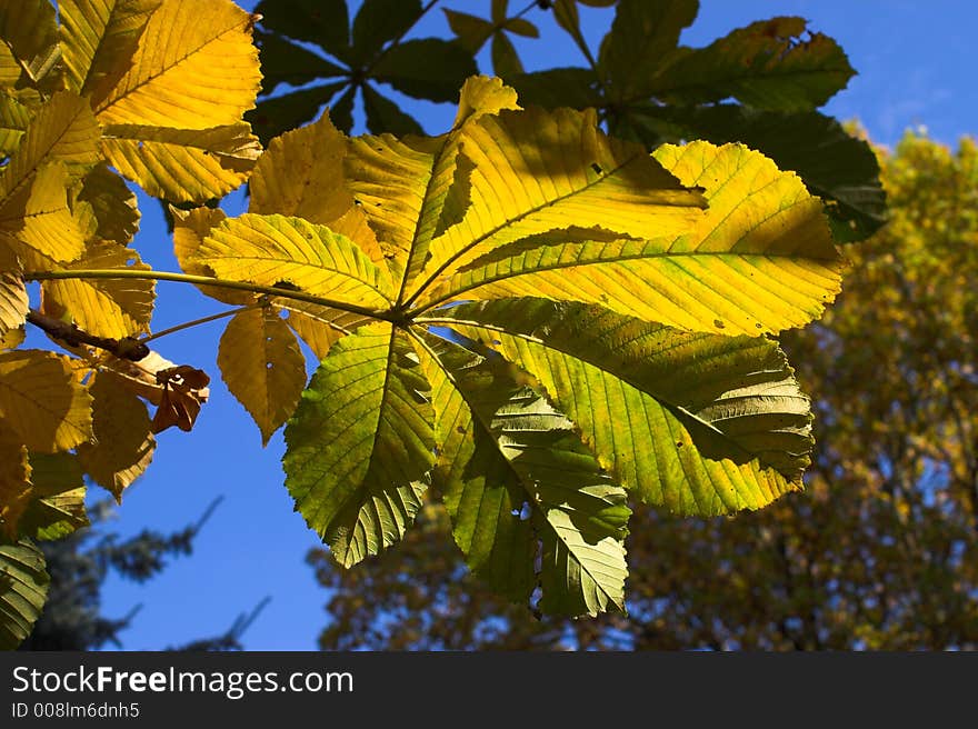 Autumn, Chestnut, Blue sky, Sun. Autumn, Chestnut, Blue sky, Sun