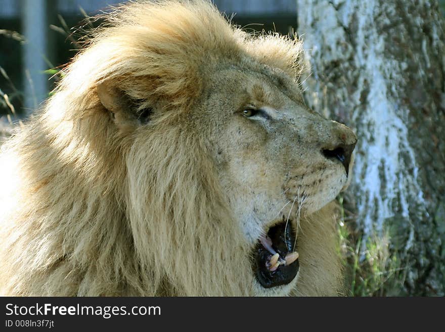 Big male lion yawning with mouth wide open