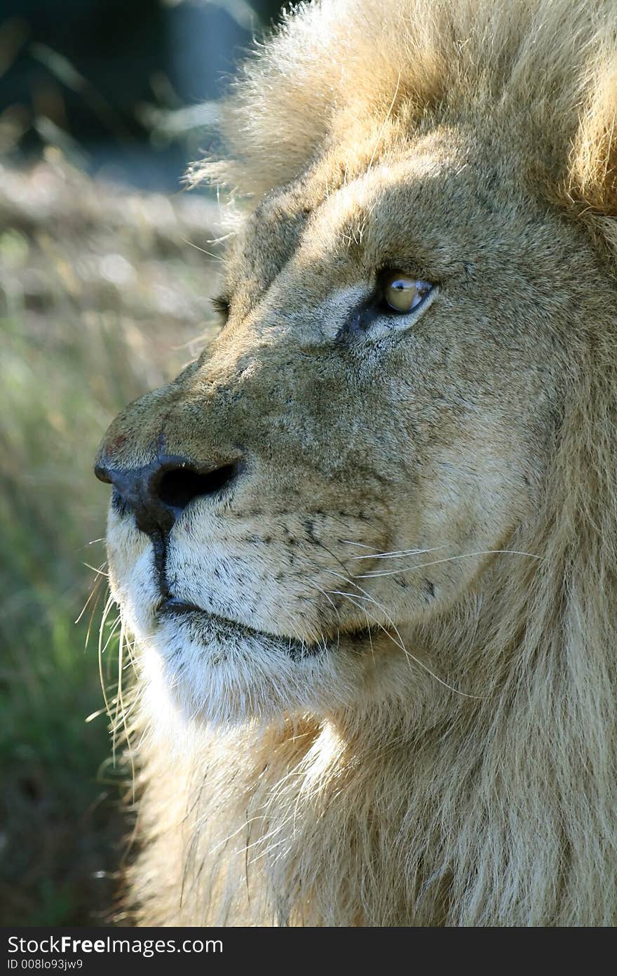 Lion face , nose, mouth, ear. Lion face , nose, mouth, ear