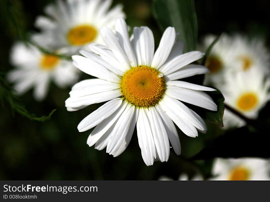 Summer flowers in a garden. Summer flowers in a garden.