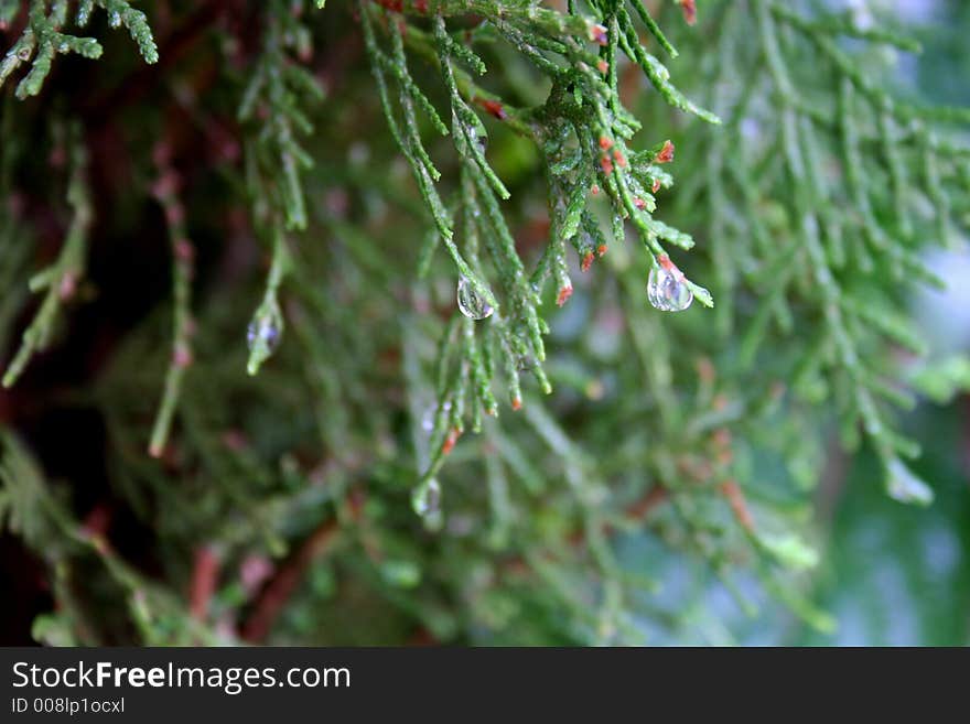 Water drops on plant in the garden, day light. Water drops on plant in the garden, day light.