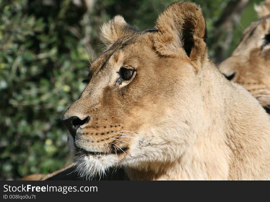 Curiousfemale lion head close up. Curiousfemale lion head close up