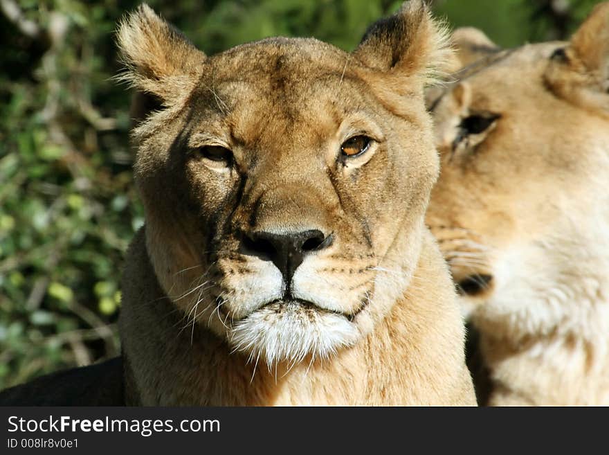 Angry female lion, with bad look