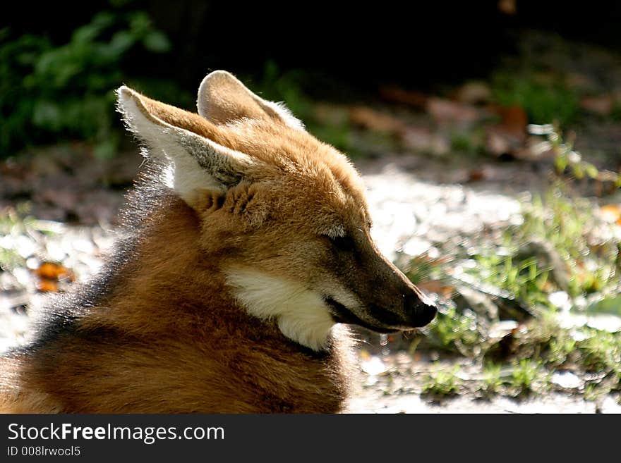 Head Of A Maned Wolf In Sun