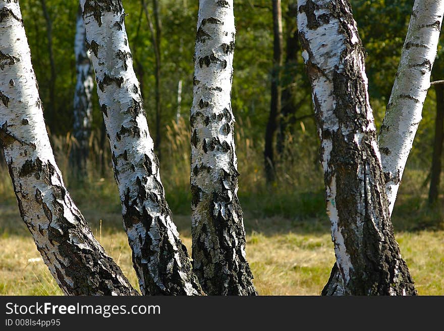 Group of birch tree stems. Group of birch tree stems