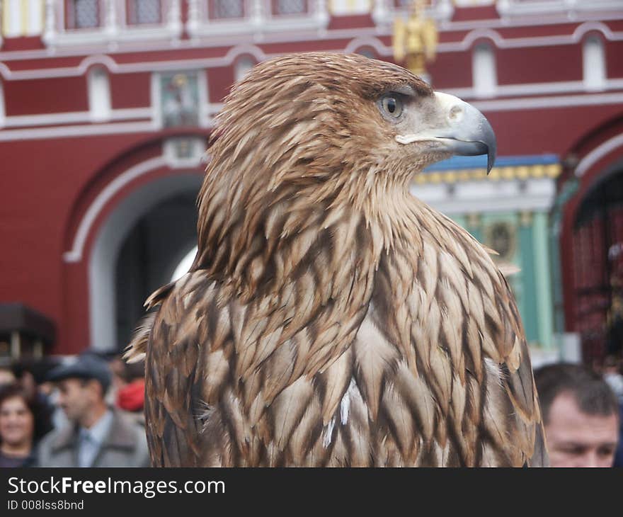 Falcon on red the areas (Moscow)