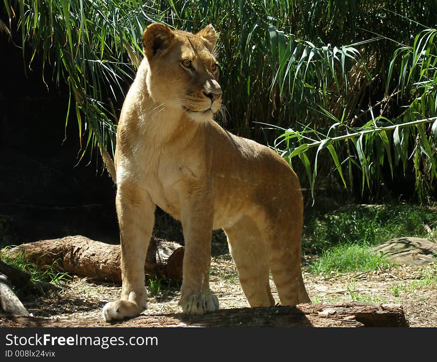 A Lioness keeps watch over her family. A Lioness keeps watch over her family.