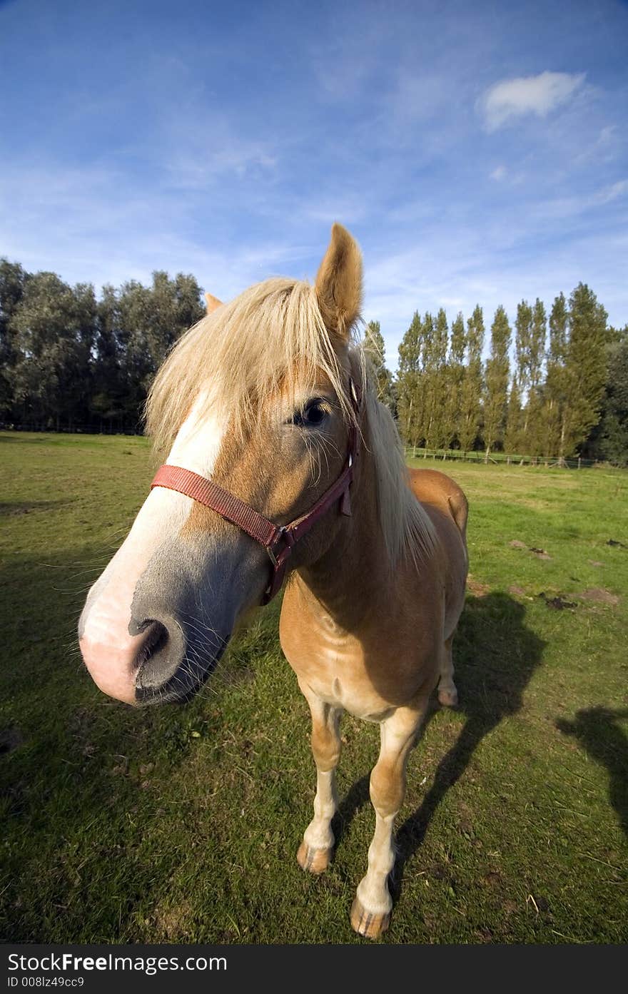 Brown horse on green field with blue sky