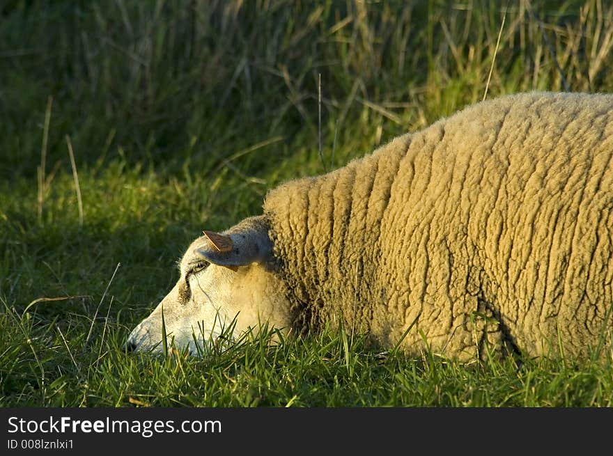 Sheep relaxing in the grass during sunset. Sheep relaxing in the grass during sunset