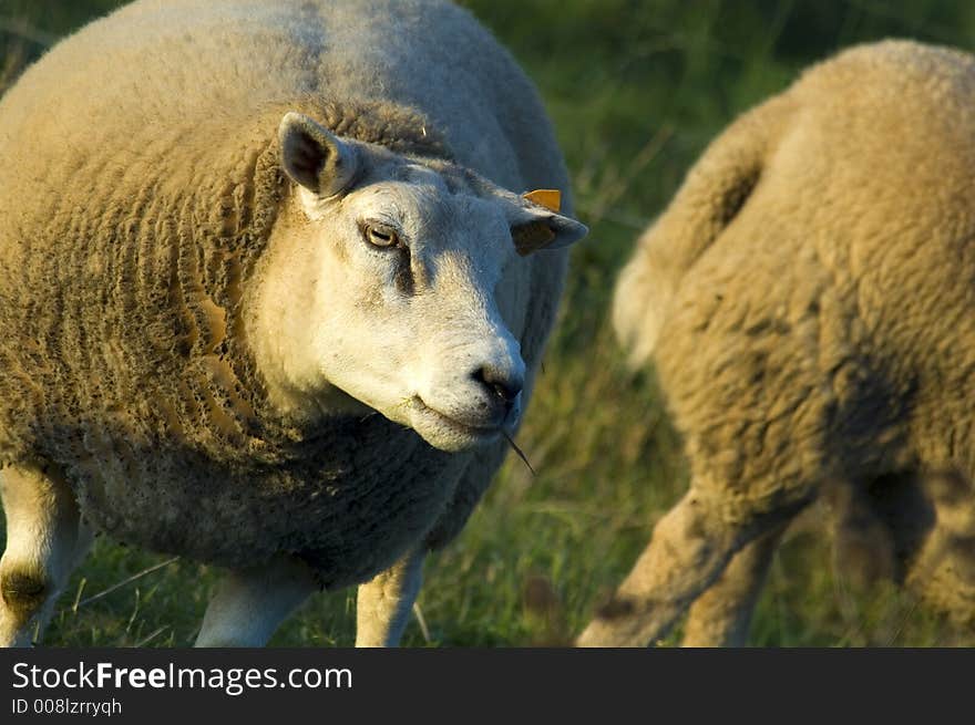 Close up of a sheep