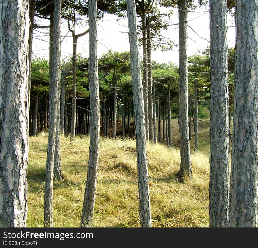 Coastal Woods