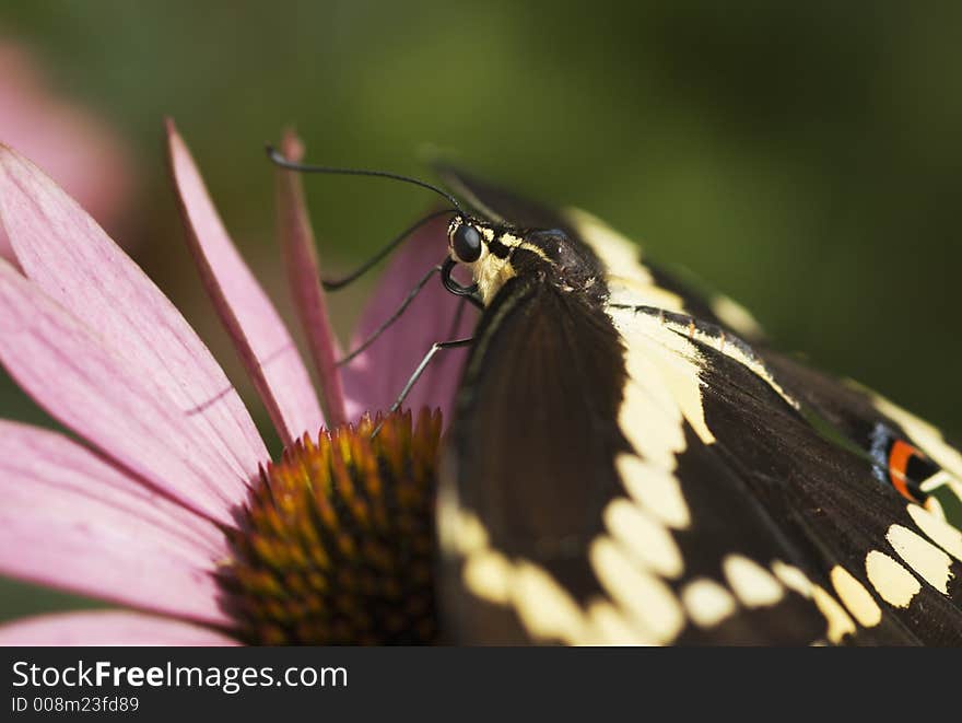 Giant Swallowtail Butterfly (Papilo cresphontes) on Pink Conflower