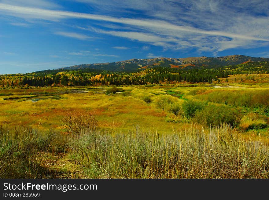 Changing of the leaves in the high country. Changing of the leaves in the high country