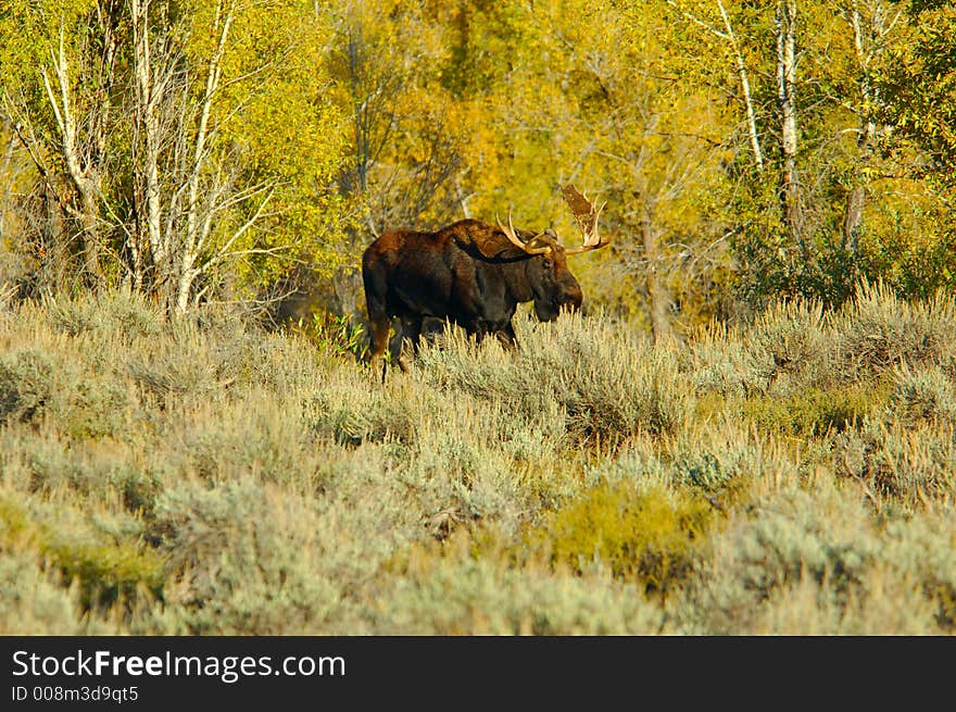 Bull Moose in a field with autumn colors