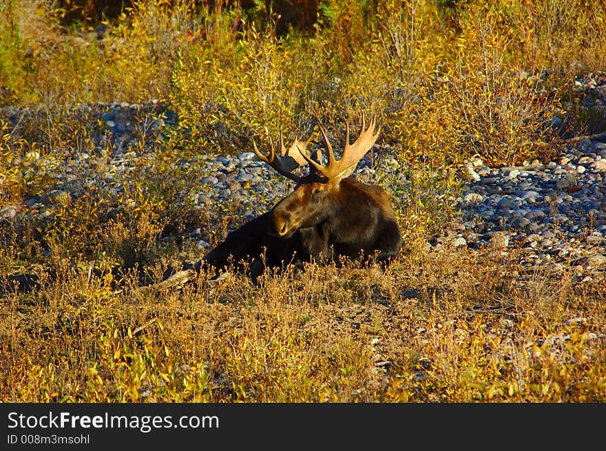 Bull Moose in the River Bed