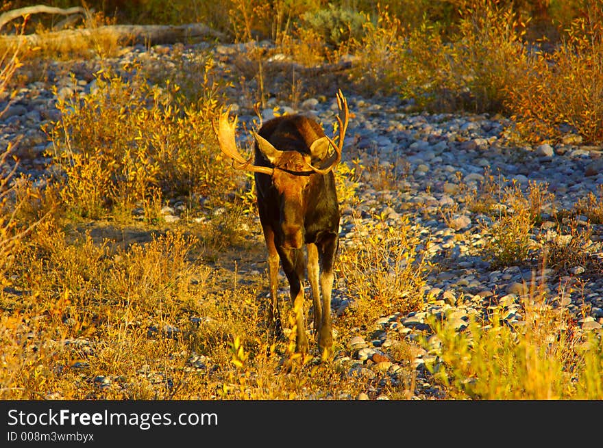 Bull Moose strolling in a dry river bed. Bull Moose strolling in a dry river bed