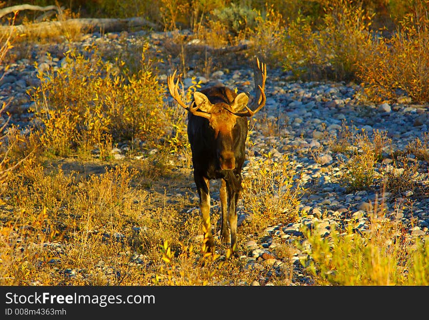 Bull Moose standing in a dry river bec. Bull Moose standing in a dry river bec