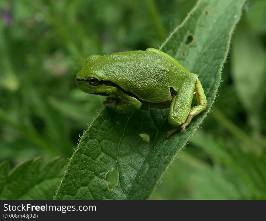 Tree frog on leaf