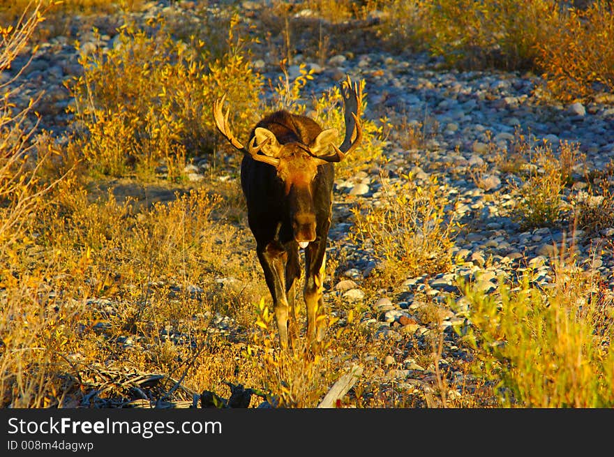 Bull Moose strolling in a dry river bed. Bull Moose strolling in a dry river bed