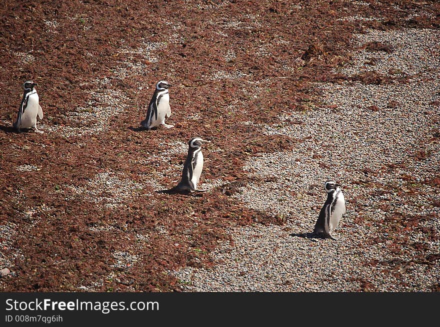 Four Patagonian penguins marching towards the sea. Four Patagonian penguins marching towards the sea