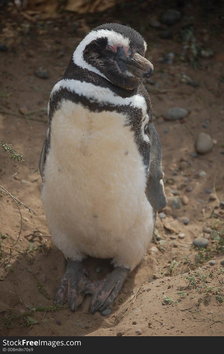 Penguin posing