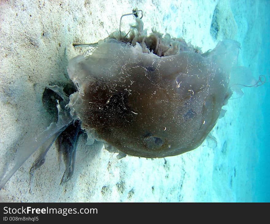 This jellyfish is half-alive after being slowly eaten away by fishes. This jellyfish is half-alive after being slowly eaten away by fishes.