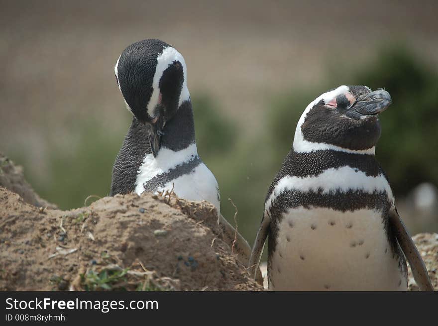 Two Patagonian penguins cautiously watching their surroundings. Two Patagonian penguins cautiously watching their surroundings