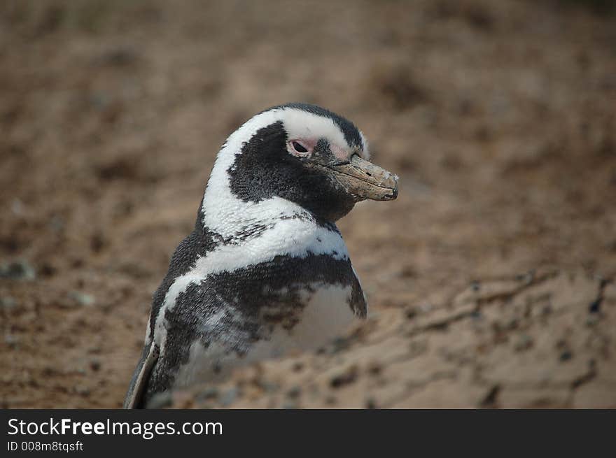 Patagonian penguins cautiously watching surroundings. Patagonian penguins cautiously watching surroundings